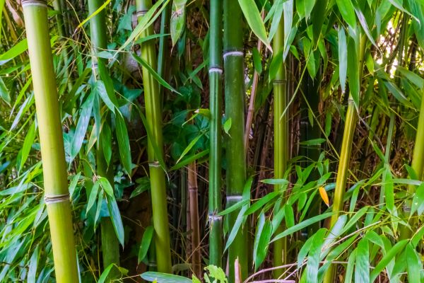 Bamboo Trimming in Millsboro