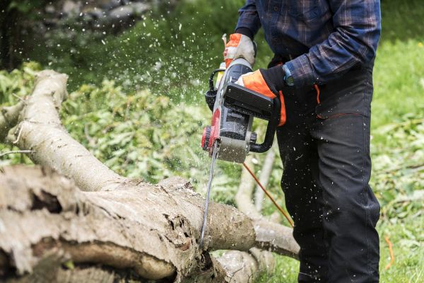 Branch Removal Service in Millsboro
