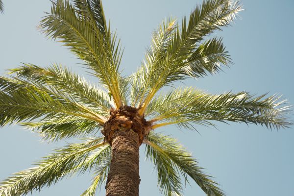 Palm Tree Pruning in Millsboro