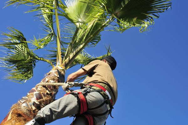 Palm Tree Trimming in Millsboro