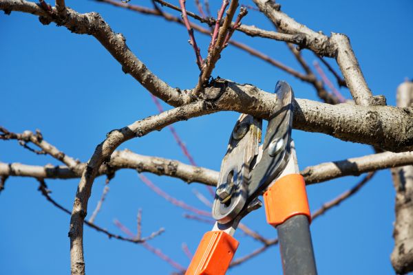 Residential Tree Service in Millsboro