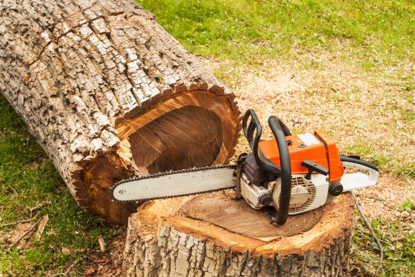 Tree Cutting Service in Millsboro