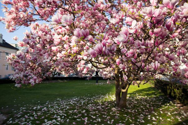 Ornamental Tree Pruning in Millsboro