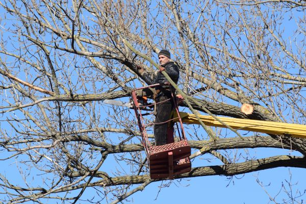 Emergency Tree Trimming in Millsboro