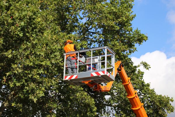 Commercial Tree Service in Millsboro