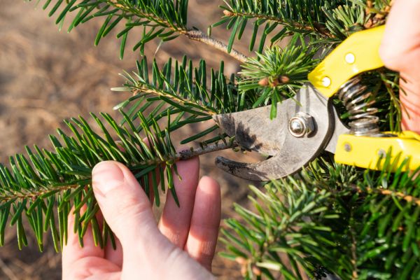 Pine Tree Pruning in Millsboro