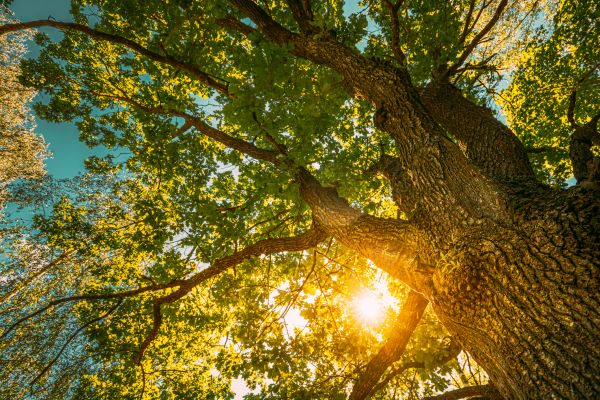 Oak Tree Pruning in Millsboro