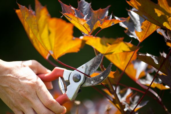 Maple Tree Pruning in Millsboro