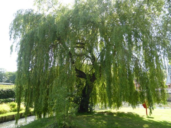 Willow Tree Trimming in Millsboro