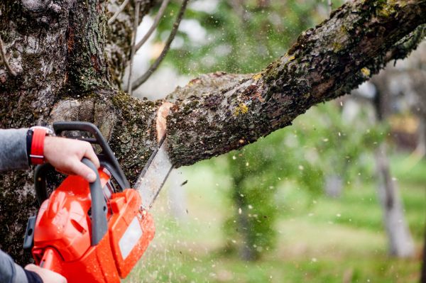 Tree Limbs Removal in Millsboro