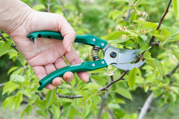 Pear Tree Pruning in Millsboro