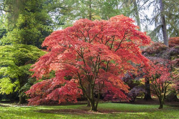 Japanese Maple Pruning in Millsboro