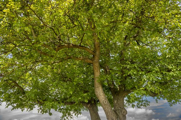 Walnut Tree Trimming in Millsboro