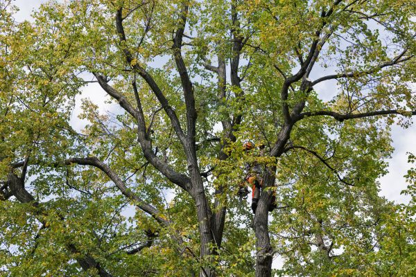 Tree Crown Shaping in Millsboro