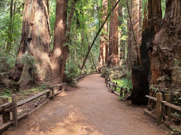 Redwood Tree Pruning in Millsboro