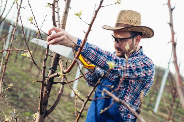 Orchard Tree Pruning in Millsboro