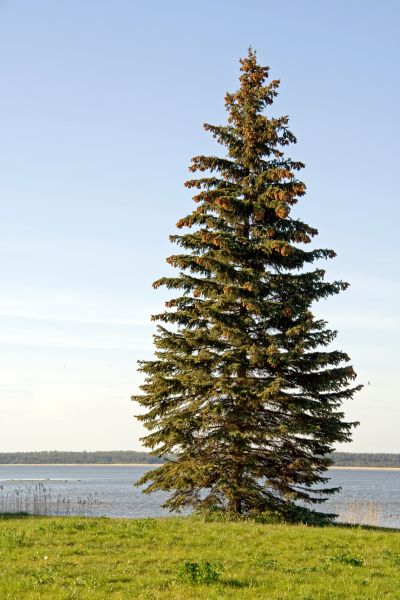 Spruce Tree Pruning in Millsboro