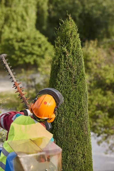 Cypress Tree Trimming in Millsboro