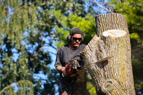 Ash Tree Pruning in Millsboro