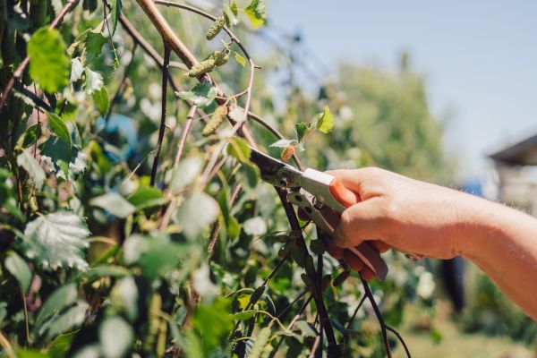 Birch Tree Pruning in Millsboro