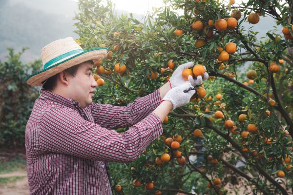 Orange Tree Pruning in Millsboro