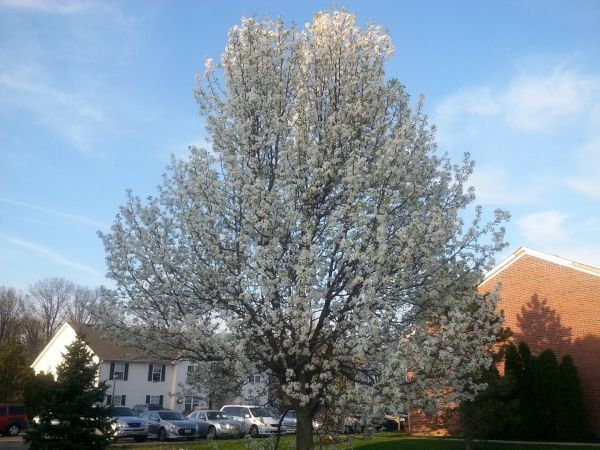 Bradford Pear Tree Pruning in Millsboro