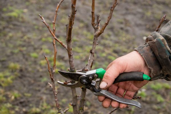 Pear Trees Pruning in Millsboro