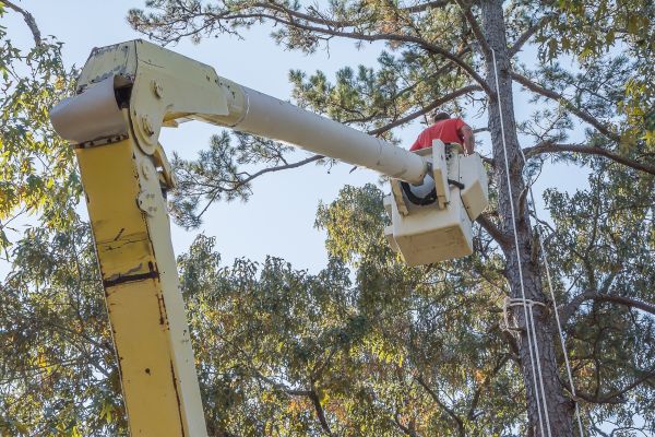 Limbs Trimming in Millsboro
