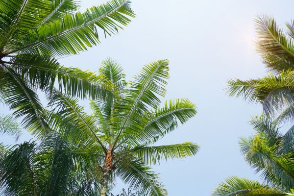 Queen Palm Tree Trimming in Millsboro