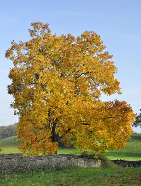 Hickory Tree Trimming in Millsboro