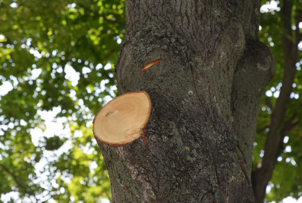 Limb Cutting in Millsboro