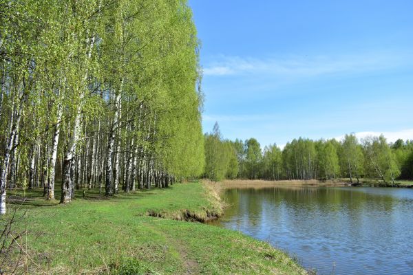 River Birch Pruning in Millsboro