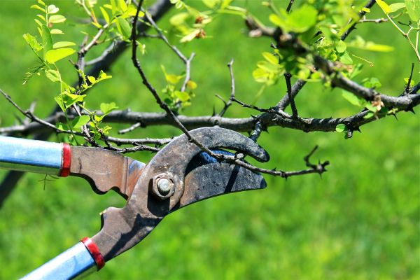 Branches Pruning in Millsboro