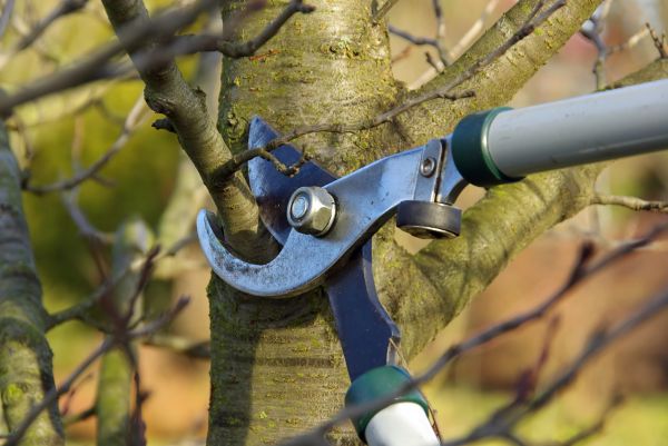 Tree Limb Trimming Service in Millsboro