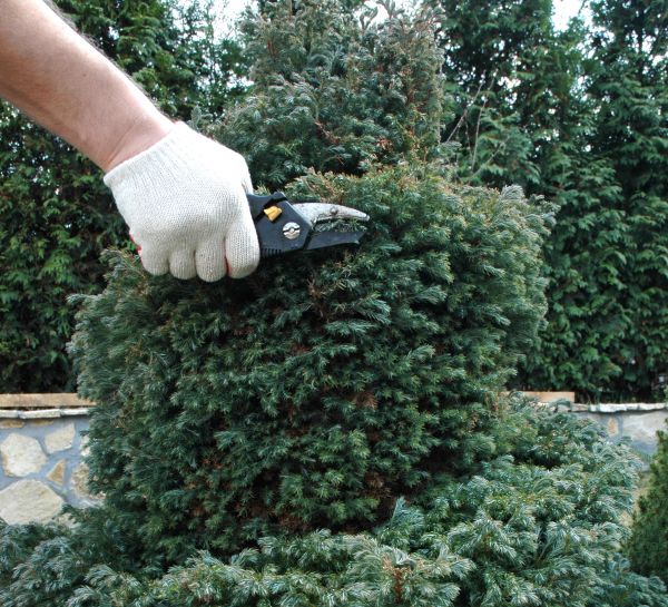 Ornamental Tree Trimming in Millsboro