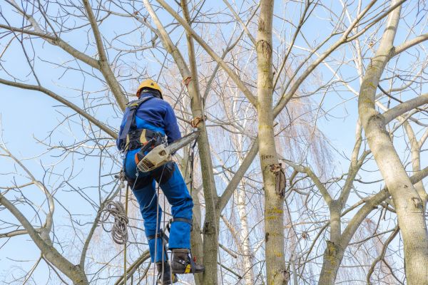 Large Tree Trimming in Millsboro
