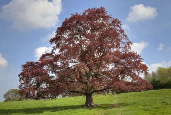 Beech Tree Pruning in Millsboro