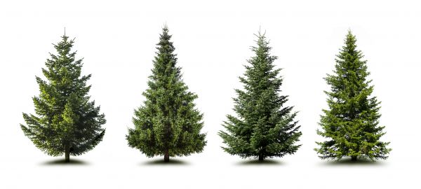 Cost of Pine Tree Trimming in Millsboro