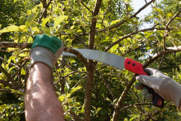 Apple Tree Trimming in Millsboro