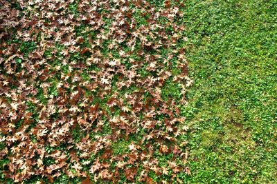 Leaf Removal at Property Edge