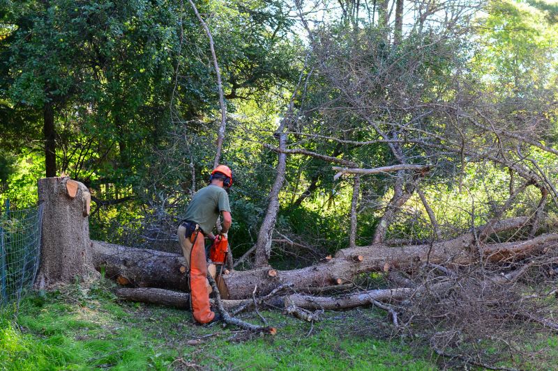 Tree Limbs Removal detail