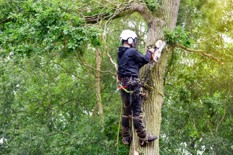 Arborist Using Climbing Gear