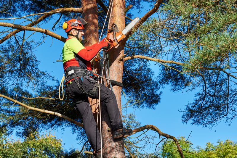 Seasonal Tree Care