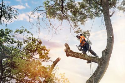 Expert Tree Care Specialists