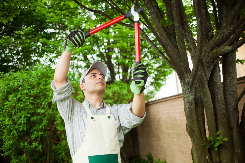 Professional Tree Maintenance Teams