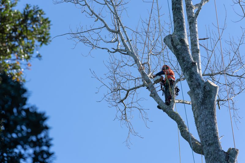 Emergency Tree Trimming Services