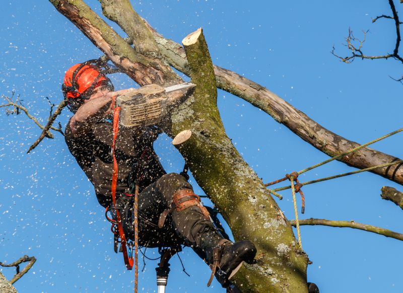 Tree Trimming in Winter